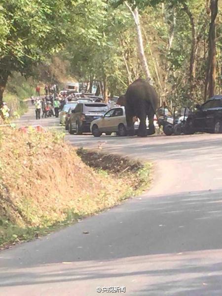 云南西双版纳野象损坏路边14辆汽车