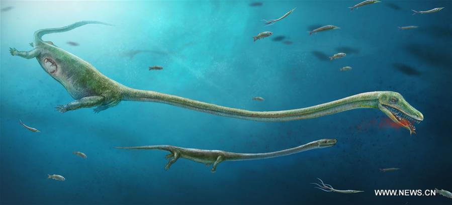 （新华网）（1）专家：2.45亿年前的“海洋霸主”恐头龙应是胎生