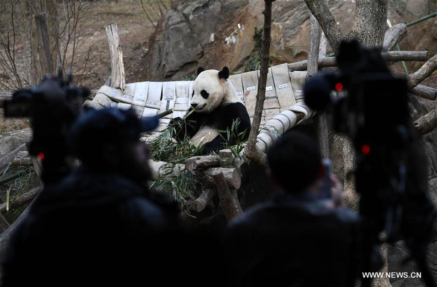 （国际）（7）大熊猫“宝宝”起程回国