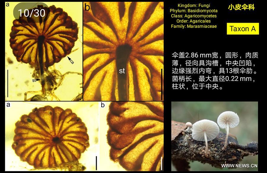 （图文互动）（1）科学家发现迄今最古老的完整蘑菇化石
