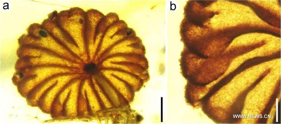 （图文互动）（4）科学家发现迄今最古老的完整蘑菇化石