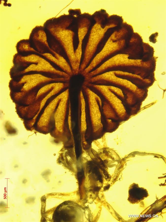 （图文互动）（5）科学家发现迄今最古老的完整蘑菇化石