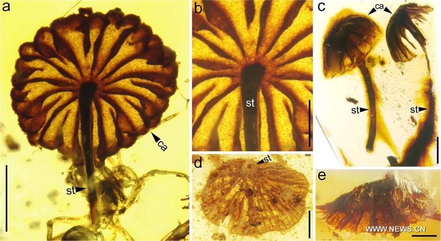 （图文互动）（7）科学家发现迄今最古老的完整蘑菇化石