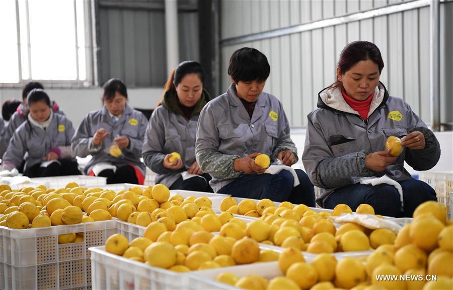 （经济）（1）重庆潼南：柠檬产业效益凸显