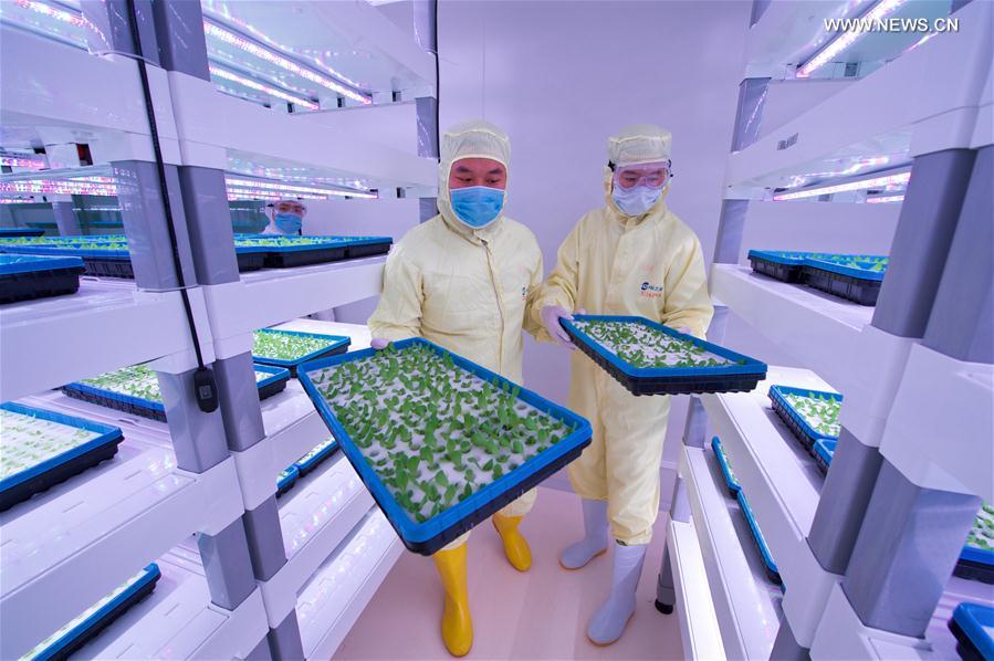  الصورة: معامل الزراعة يفتح آفاقا مستقبلية للعلماء الصينيين