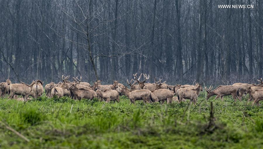 الصورة: رصد عدد كبير من غزلان ميلو البرية في هونان