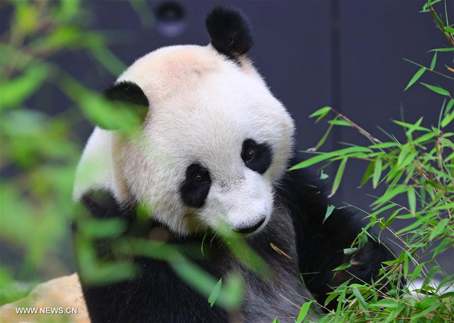 （国际）（6）旅荷大熊猫“星雅”“武雯”首次公开亮相