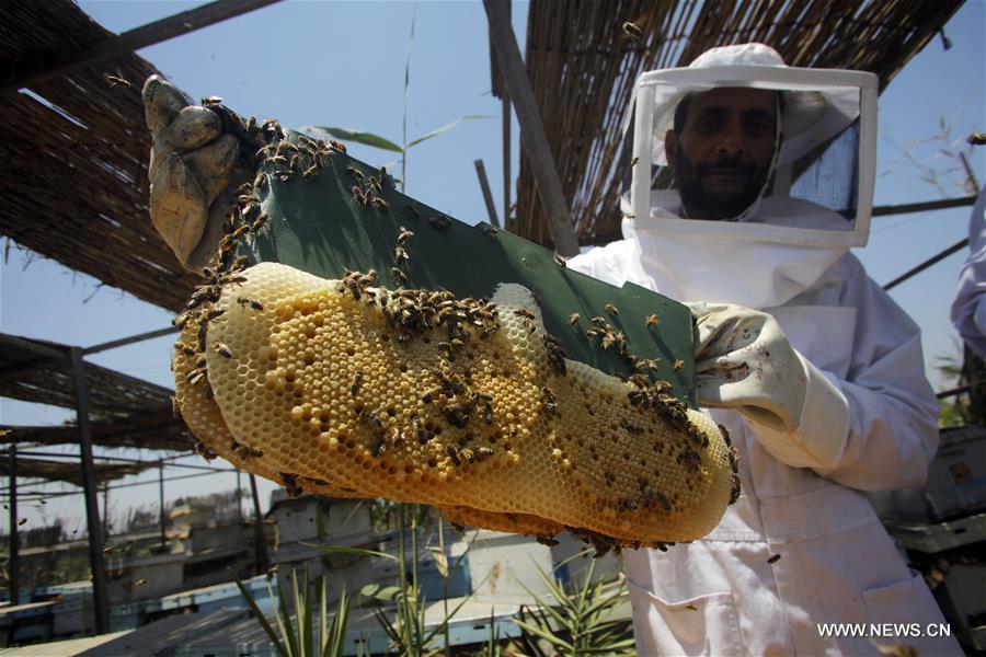 EGYPT-BEHEIRA-BEEKEEPING