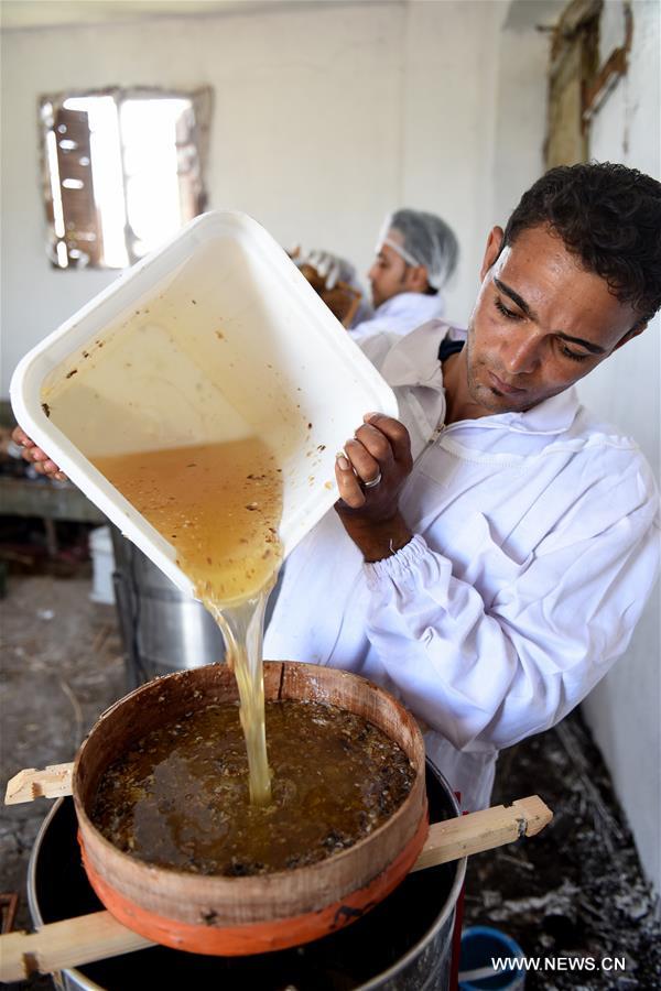 EGYPT-BEHEIRA-BEEKEEPING