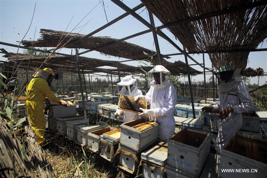 EGYPT-BEHEIRA-BEEKEEPING