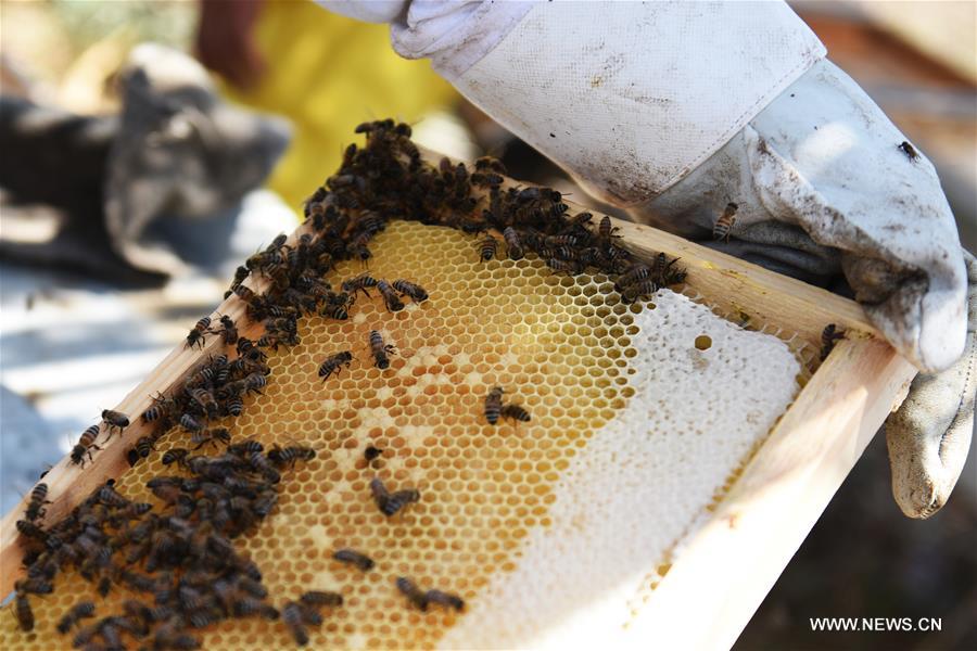 EGYPT-BEHEIRA-BEEKEEPING