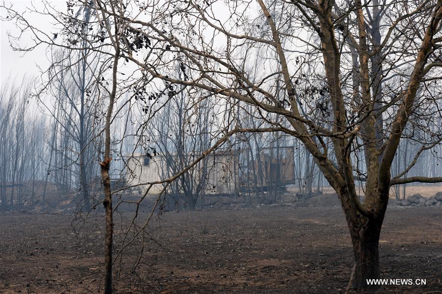 （国际）（15）葡森林火灾死亡人数升至64人 