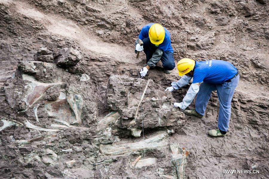 （科技）（1）重庆云阳发现世界级恐龙化石群