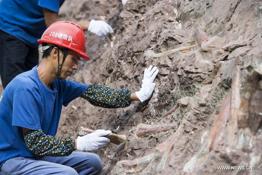 （新华视界）（6）重庆云阳发现世界级恐龙化石群