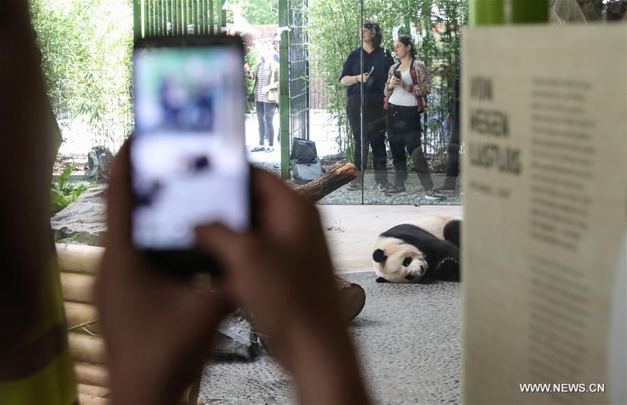 （国际）（1）柏林：争先恐后看熊猫