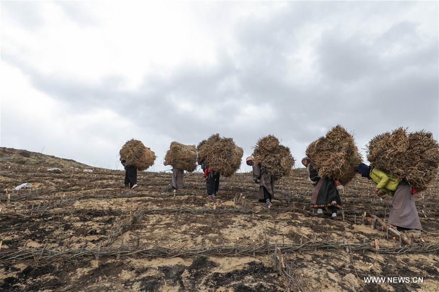 الصورة : خبراء دول افريقية مشاركة في مشروع "السور الأخضر العظيم" يدرسون تقنيات مكافحة  التصحر في الصين 