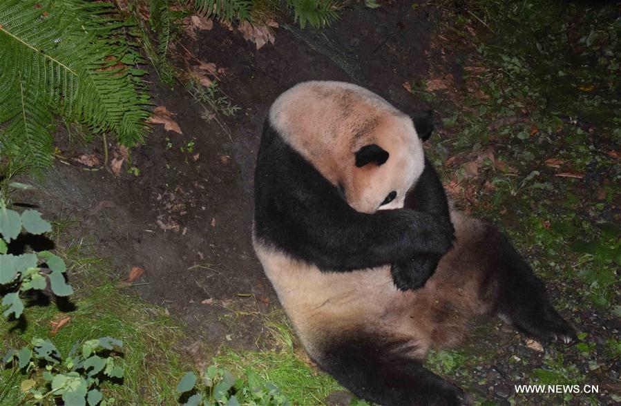 （图文互动）（3）全球首只野外引种大熊猫宝宝诞生