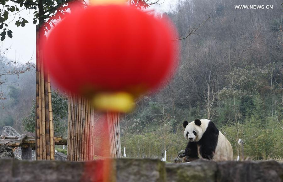 （环境）（16）大熊猫有了“新家园”