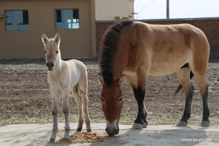 （图文互动）（4）新疆：普氏野马又添新&ldquo;丁&rdquo; 种群数量达379匹