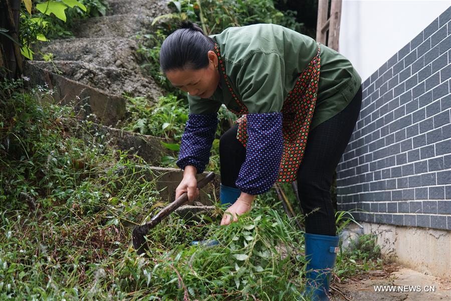 الصورة: بنغ شيا ينغ سيدة من إحدى قرى مقاطعة جيانغشي تجز العشب