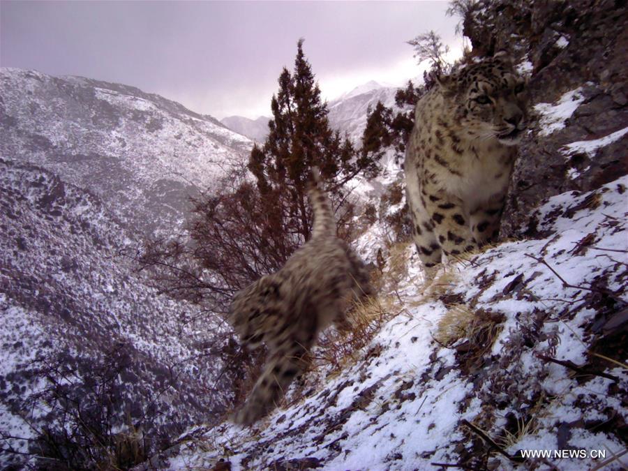 （环境）（1）西藏昌都怒江河谷拍摄到健康雪豹种群