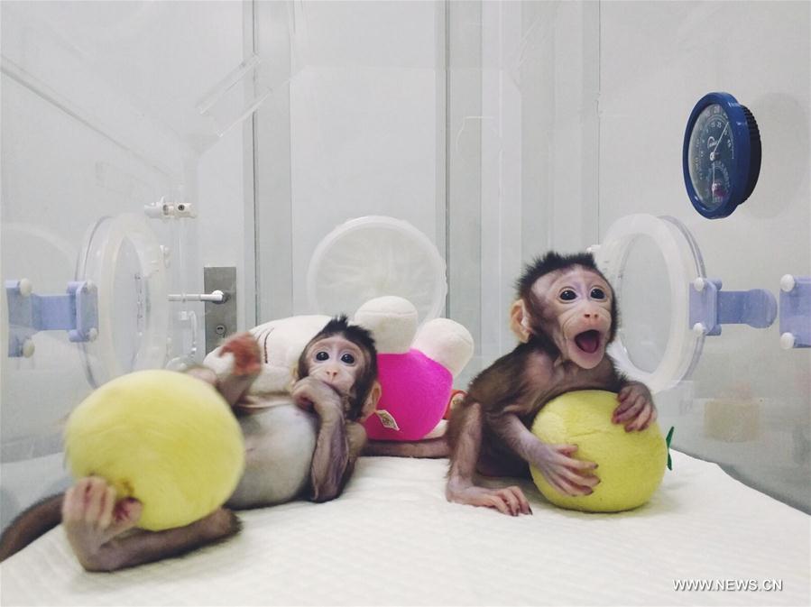 （科技）（4）世界生命科学重大突破！ 两只克隆猴在中国诞生