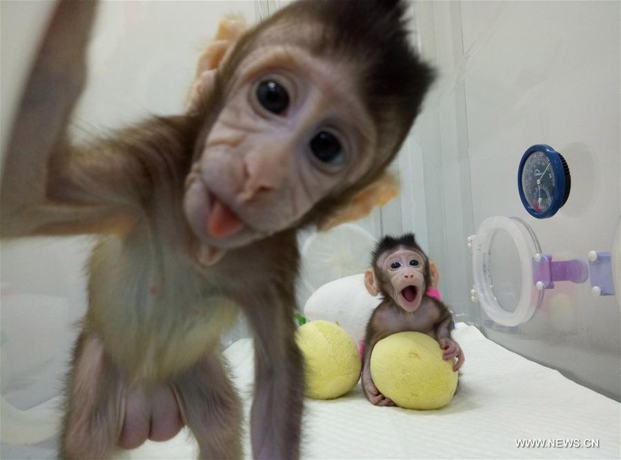 （科技）（3）世界生命科学重大突破！ 两只克隆猴在中国诞生