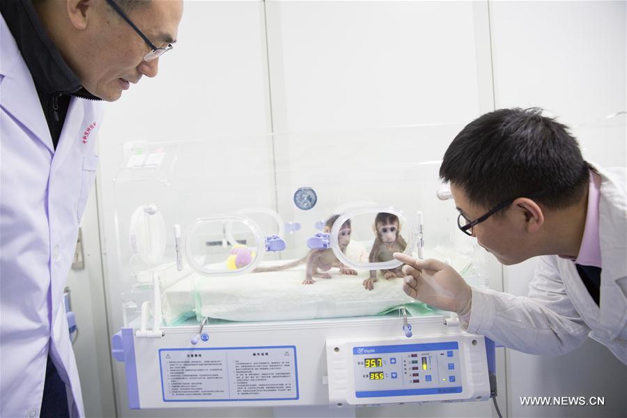 （科技）（6）世界生命科学重大突破！ 两只克隆猴在中国诞生