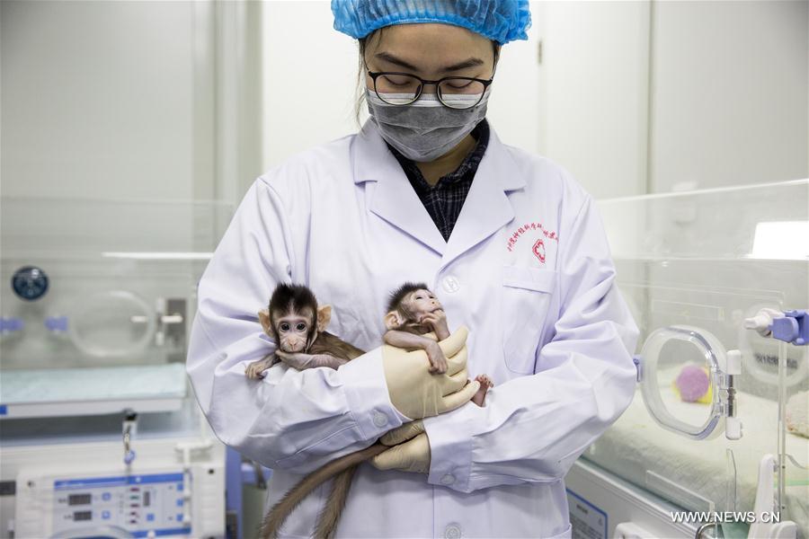 （新华视界）（4）世界生命科学重大突破！ 两只克隆猴在中国诞生