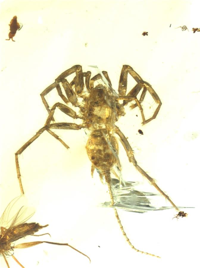 （图文互动）（1）研究发现1亿年前远古蜘蛛长有尾巴