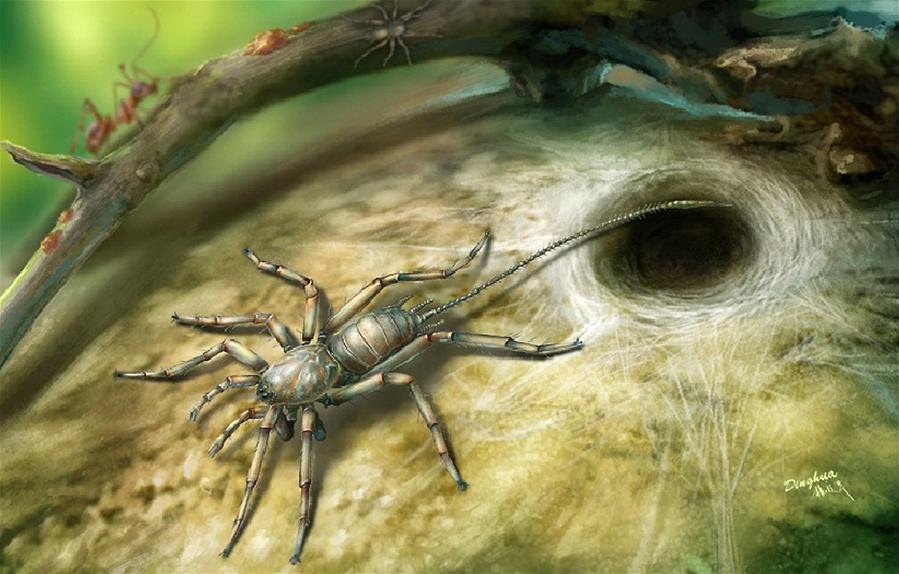 （图文互动）（3）研究发现1亿年前远古蜘蛛长有尾巴