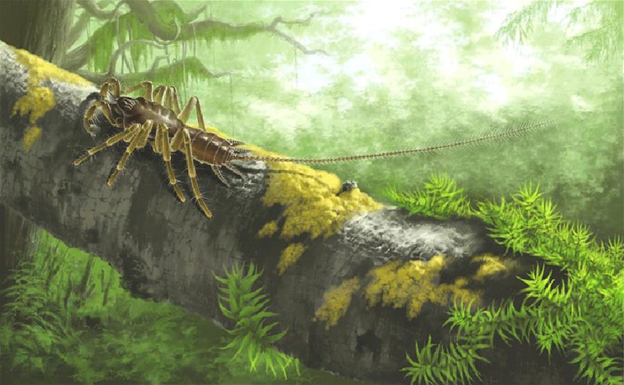 （图文互动）（4）研究发现1亿年前远古蜘蛛长有尾巴