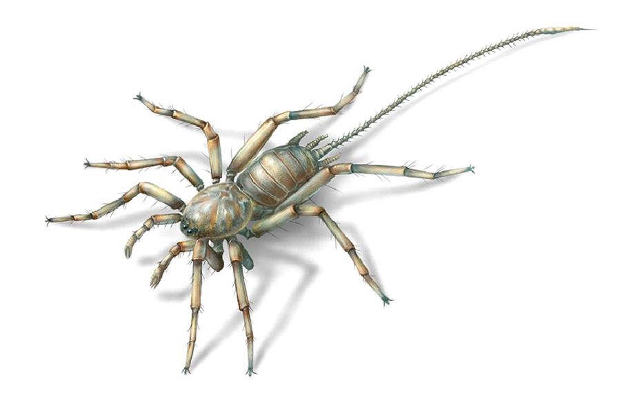 （图文互动）（5）研究发现1亿年前远古蜘蛛长有尾巴