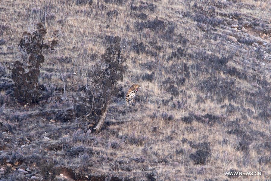 الصورة:حراس محمية طبيعية في الصين يلتقطون صورا لنوع نادر من الفهود