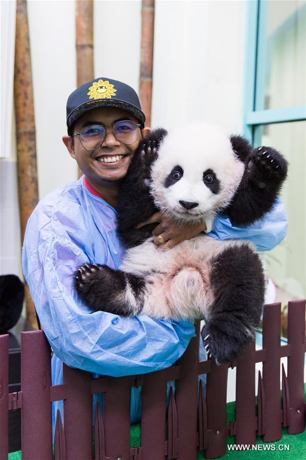 الصورة: مشاهد لشبل الباندا العملاق الذي منحته الصين لماليزيا