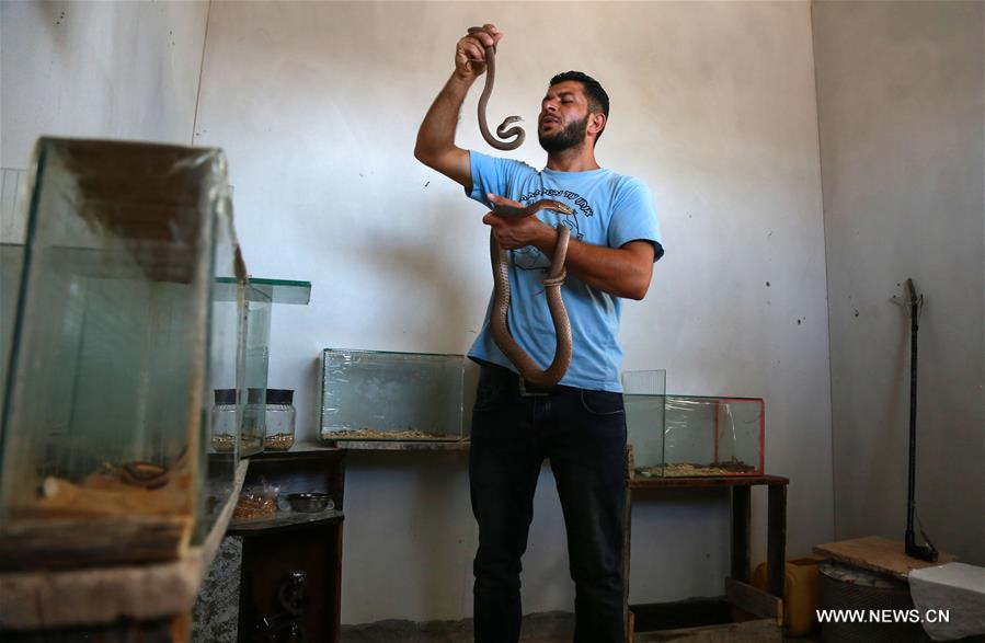 الصورة: فلسطيني يهوى تربية الأفاعي السامة