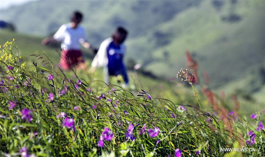 （美丽中国）（2）铺满鲜花的巴山之巅大草甸