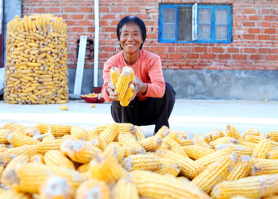 الصورة: حصاد وفير لمحصول الذرة في شرقي الصين