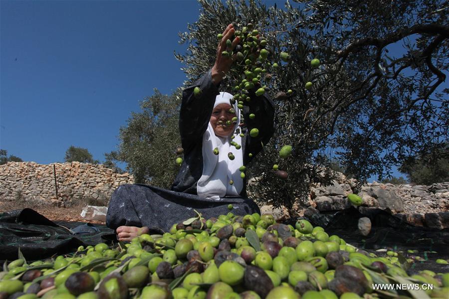 الصورة : موسم حصاد الزيتون في نابلس بالضفة الغربية 