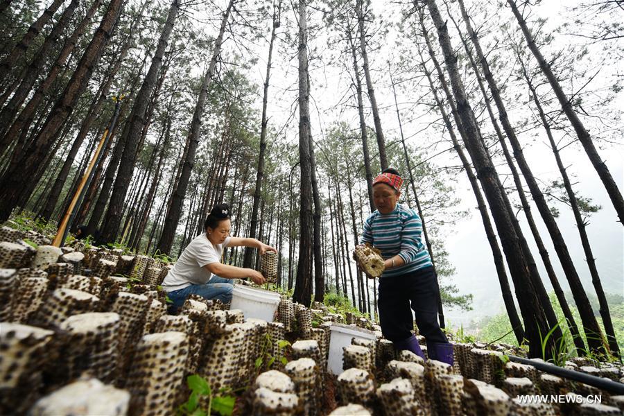 الصورة: زراعة الفطريات الصالحة للأكل تحت الأشجار بجنوب غربي الصين