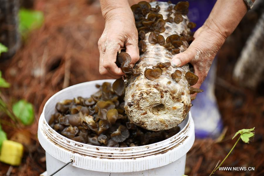 الصورة: زراعة الفطريات الصالحة للأكل تحت الأشجار بجنوب غربي الصين