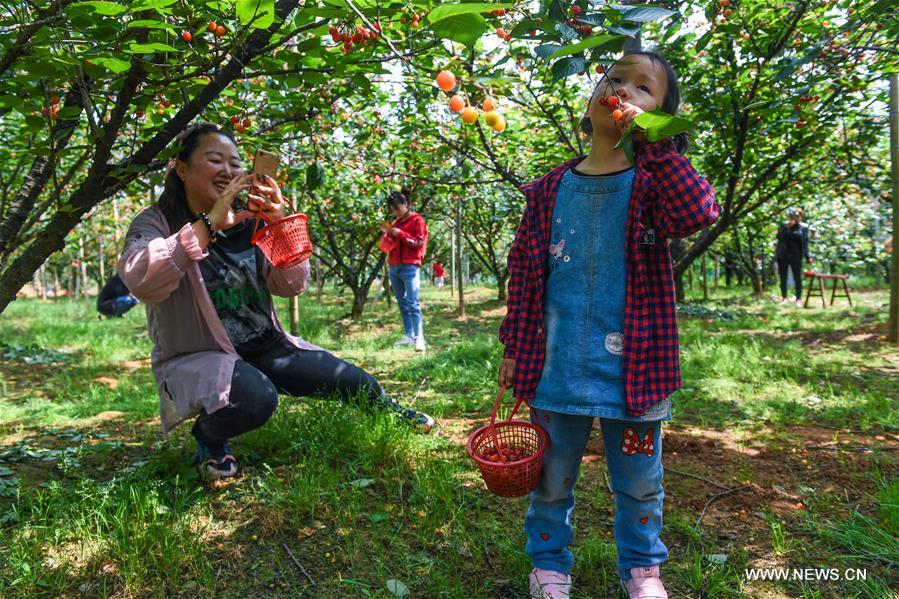 الصورة: اندماج الزراعة والسياحة يساعد في زيادة دخل الفلاحين في شرقي الصين