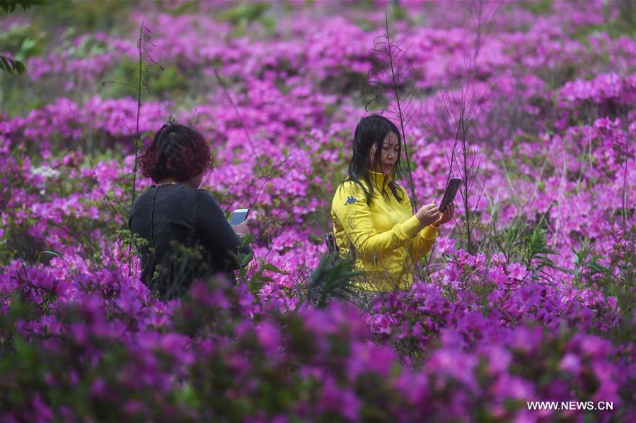 الصورة: اندماج الزراعة والسياحة يساعد في زيادة دخل الفلاحين في شرقي الصين