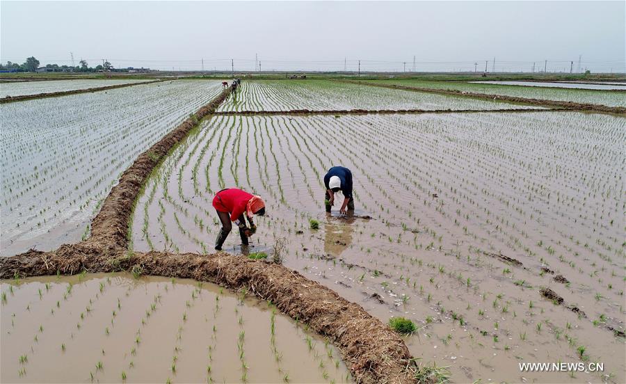الصورة: مزارعون يقومون بزراعة الأرز في مقاطعة خبي 