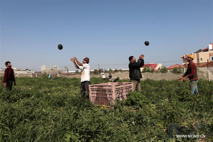 الصورة: جني محصول البطيخ في مدينة خان يونس، جنوبي قطاع غزة 