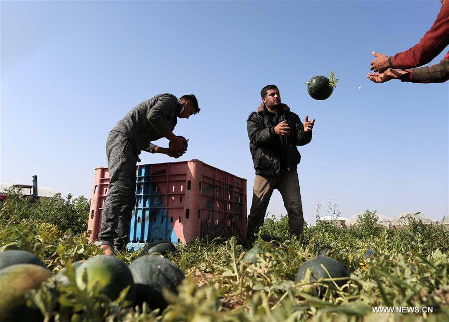 الصورة: جني محصول البطيخ في مدينة خان يونس