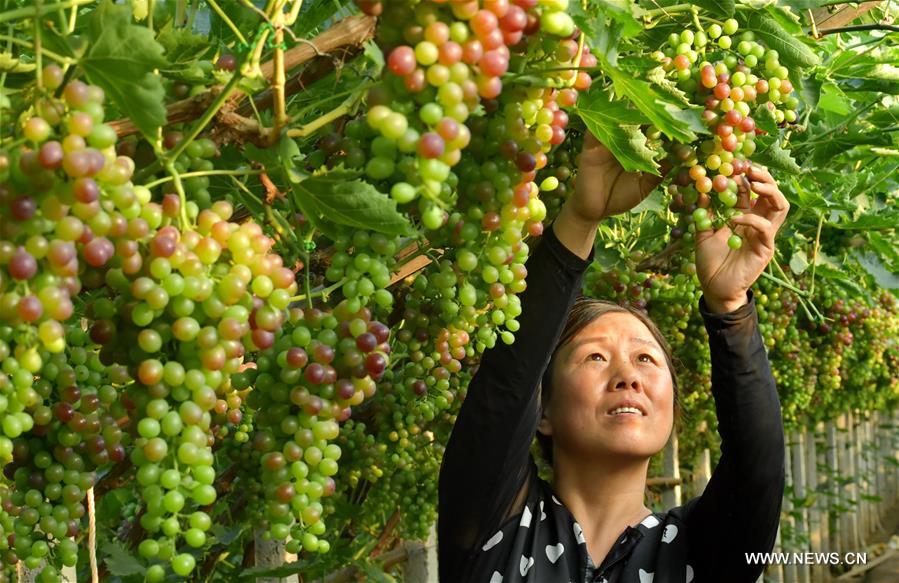 الصورة: زراعة العنب تدفع التنمية في الأرياف 
