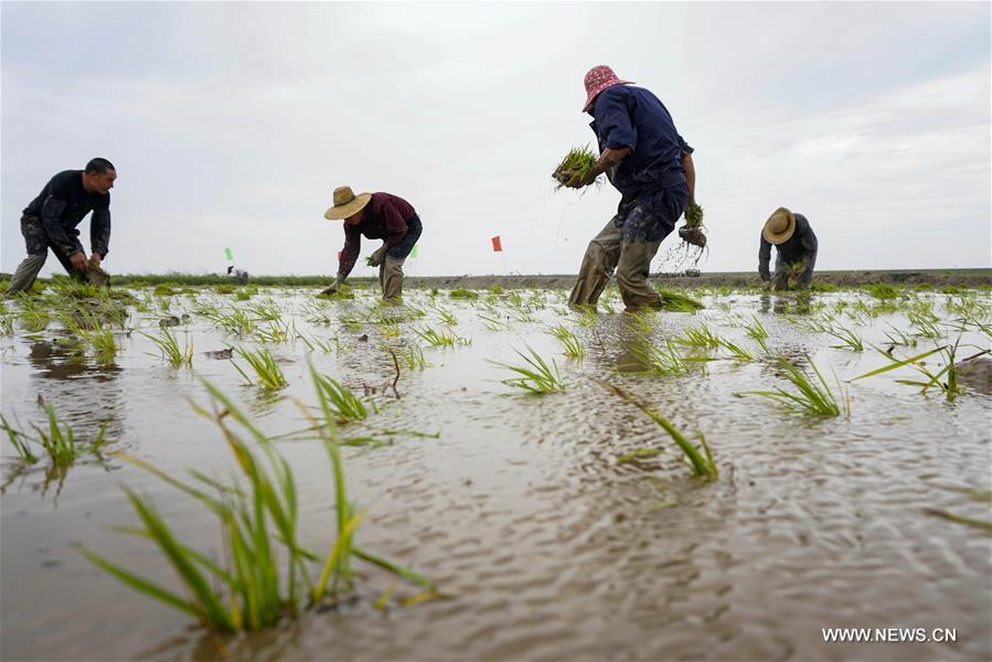 الصورة: زراعة  الأرز المتحمل للملوحة والقلوية في الأراضي الرطبة السواحلية