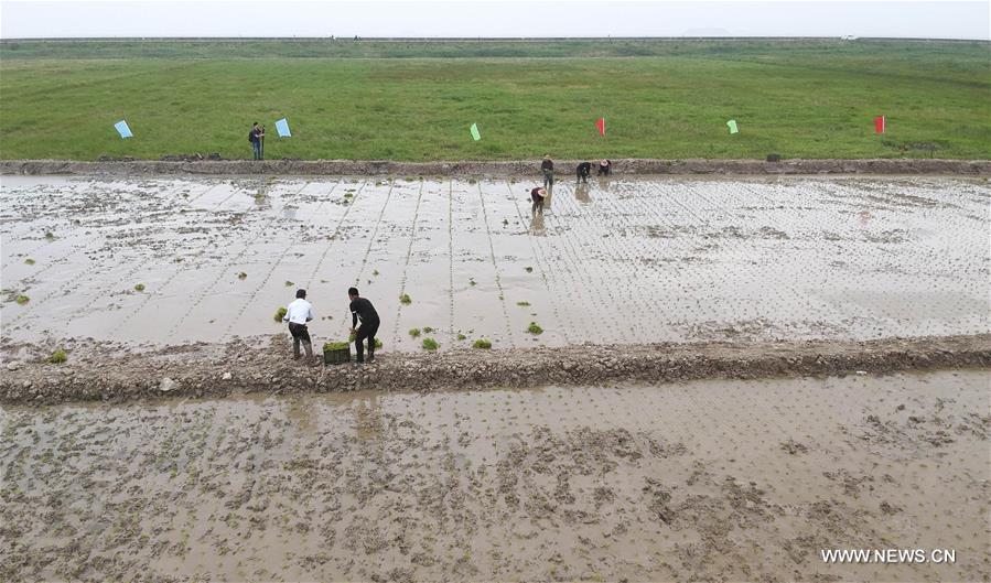 الصورة: زراعة  الأرز المتحمل للملوحة والقلوية في الأراضي الرطبة السواحلية