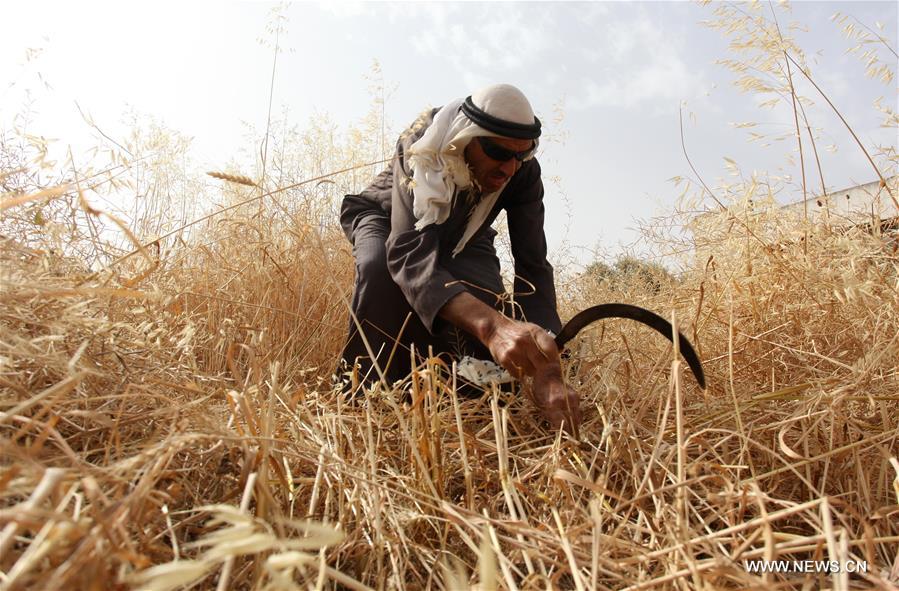 الصورة: حصاد القمح في الضفة الغربية
